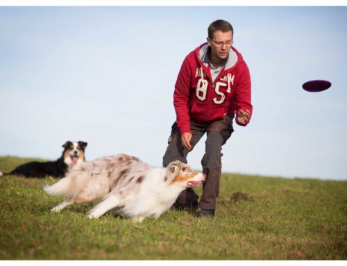 Richtig spielen mit dem Hund