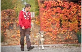 Hund zieht an der Leine - Hundetrainer Dresden