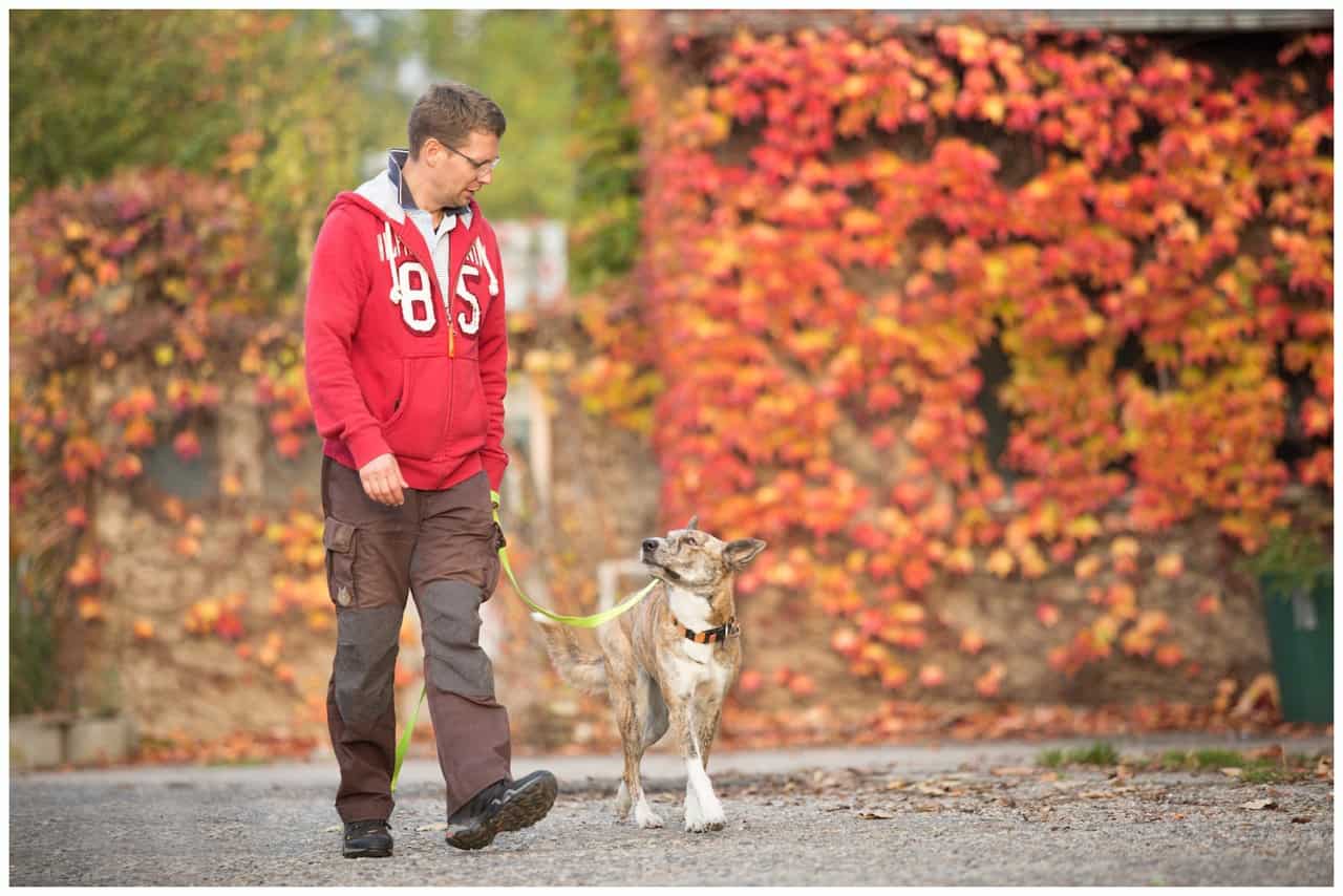 Hund zieht an der Leine - Hundetrainer Dresden