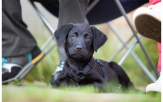 Passende Hundeschule finden