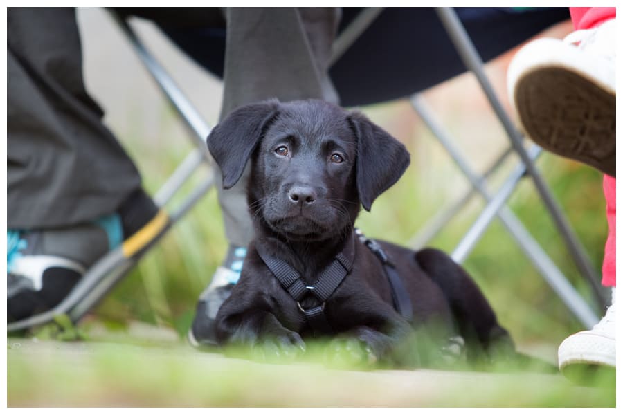 Passende Hundeschule finden