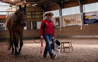 Training Reitbegleithund - Hundetrainer Kai Hartmann