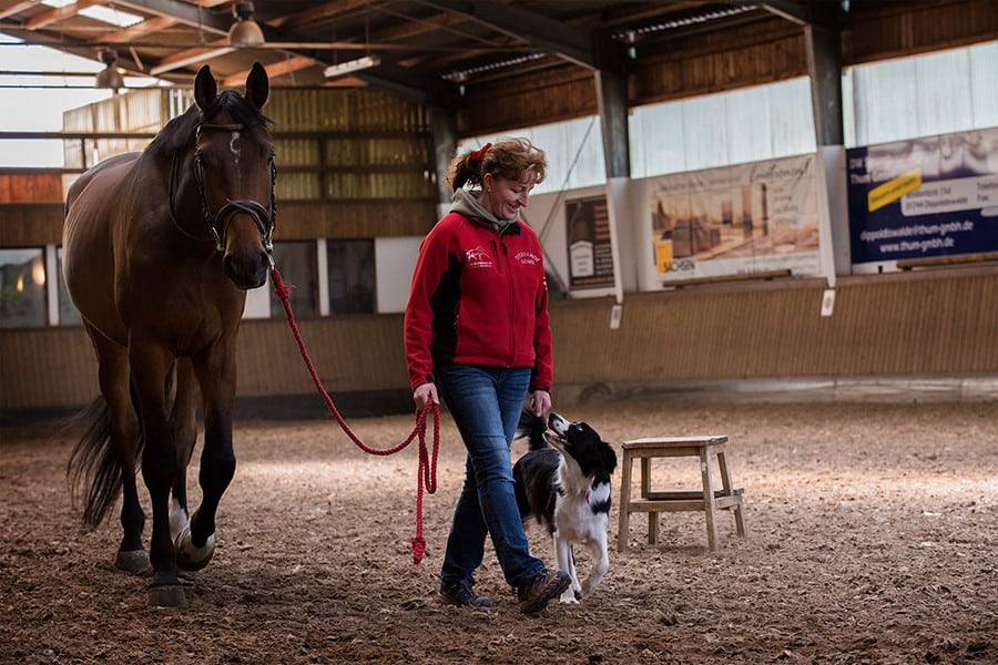 Training Reitbegleithund - Hundetrainer Kai Hartmann