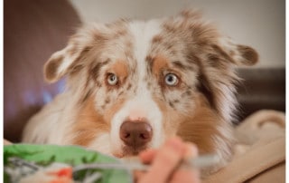 Vermenschlichung der Hunde - Hundetrainer Kai Hartmann Dresden