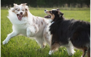 Grenzen sind gut - Hundetrainer Dresden Kai Hartmann