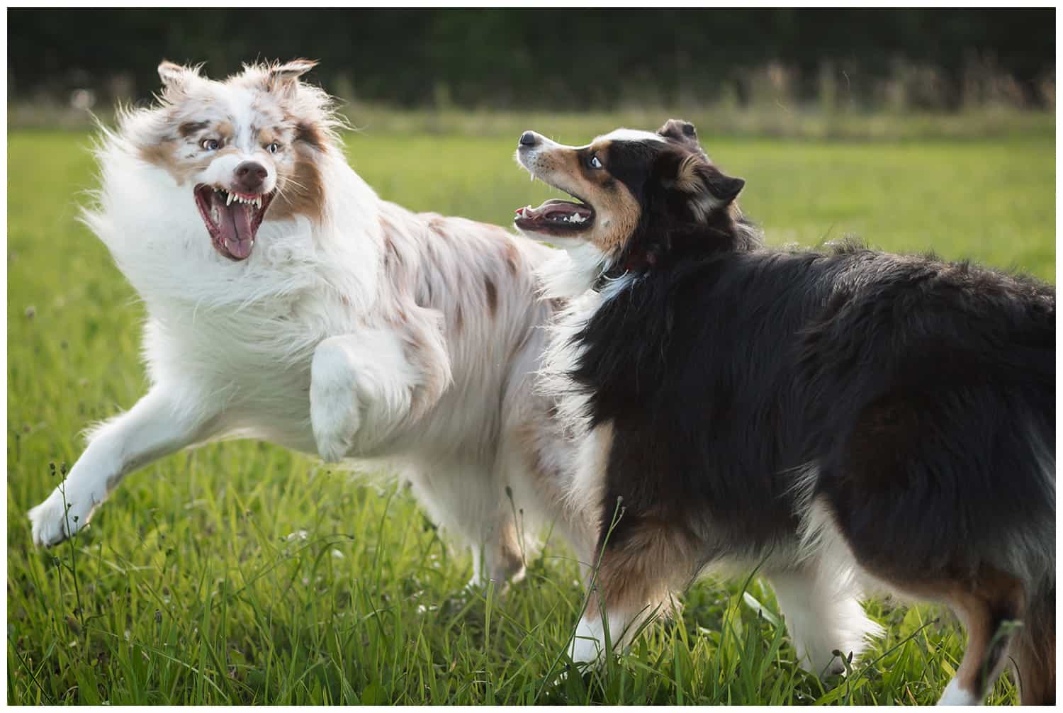 Grenzen sind gut - Hundetrainer Dresden Kai Hartmann