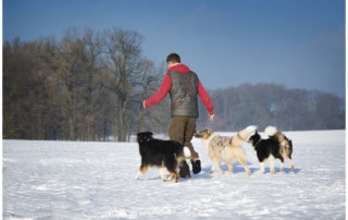 Kai Hartmann Hundetrainer Dresden