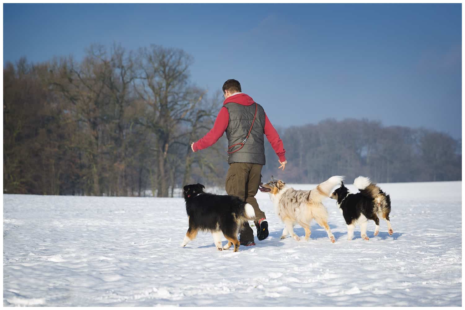 Kai Hartmann Hundetrainer Dresden