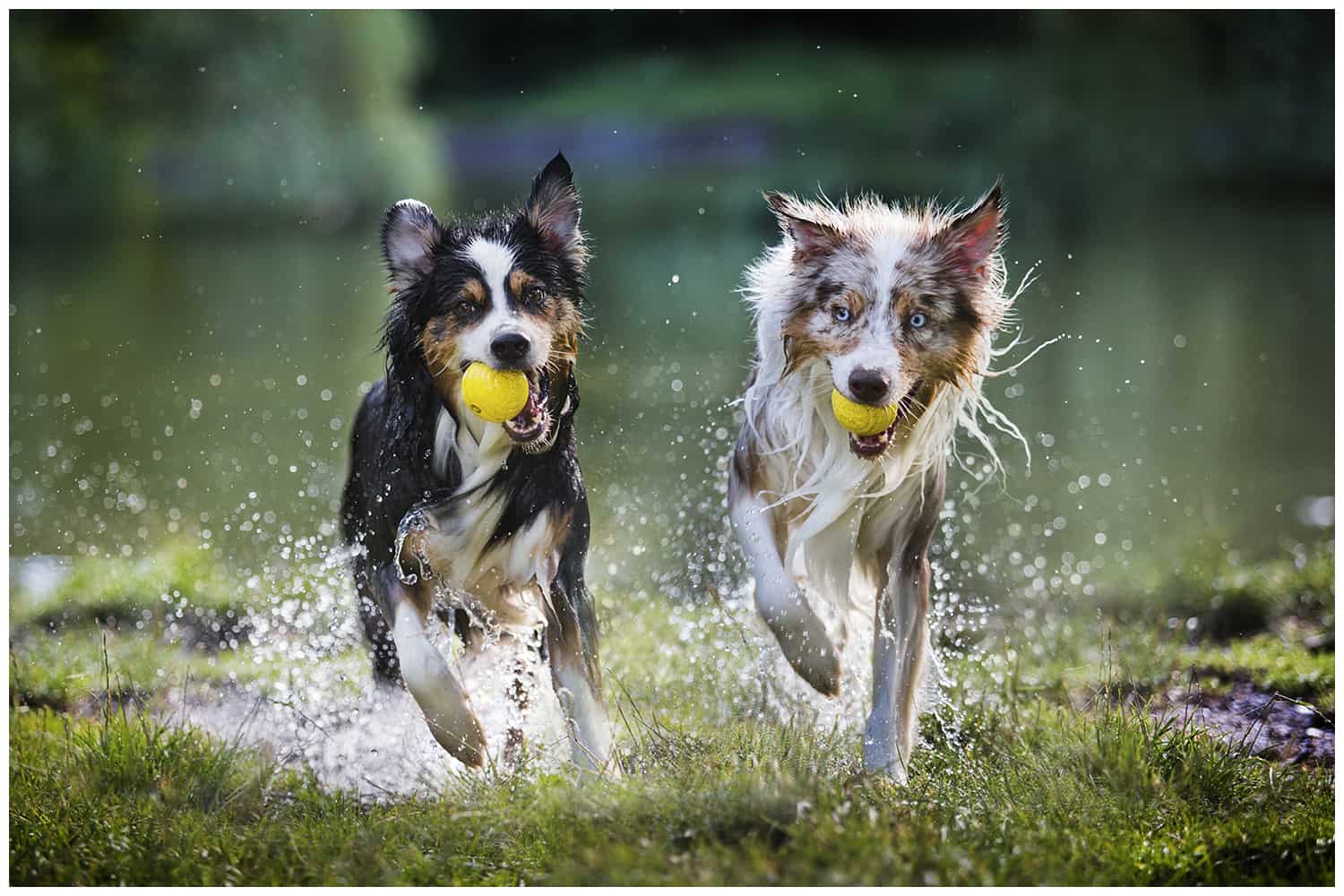 Hundeerziehung Kai Hartmann Hundetrainer Dresden