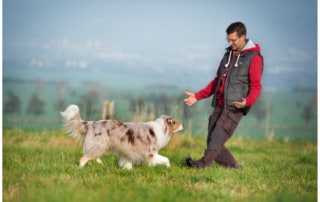 Hundetrainer Dresden Kai Hartmann Erziehung Ausbildung