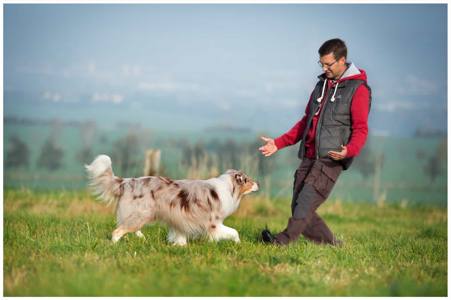 Hundetrainer Dresden Kai Hartmann Erziehung Ausbildung