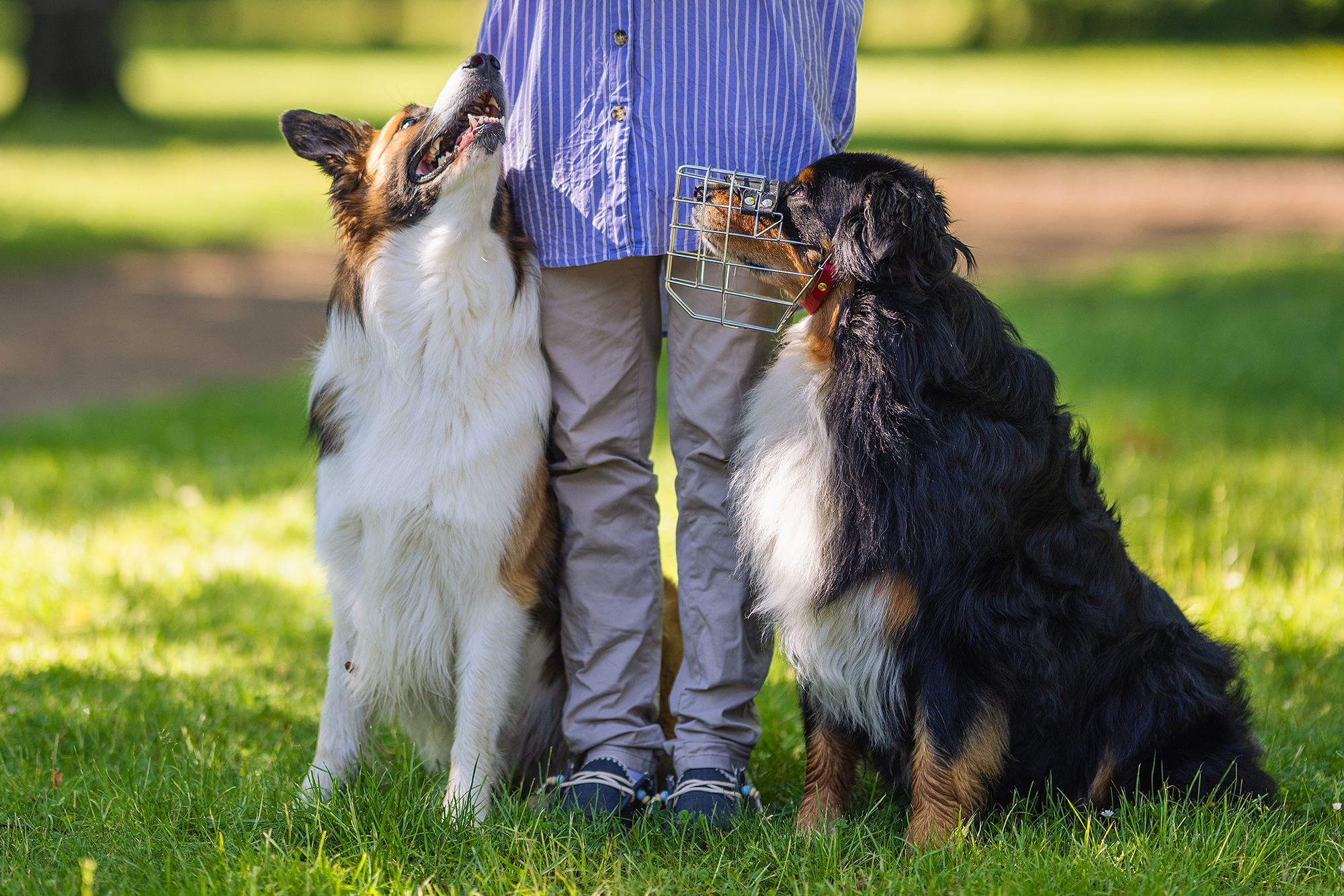 Maulkorbtraining Sicherheit auf der Schnautze Kai Hartmann Nancy Wendler Hundetrainer Hundeschule Dresden Chemnitz Leipzig