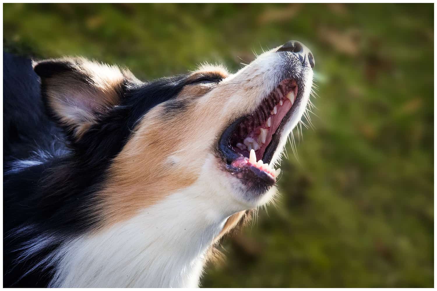 Ein großes Mysterium – Kscht -Kai Hartmann Hundetrainer Dresden