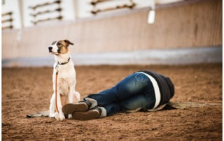 Leinenführigkeit – Die unendliche Geschichte - Kai Hartmann Hundetrainer Dresden