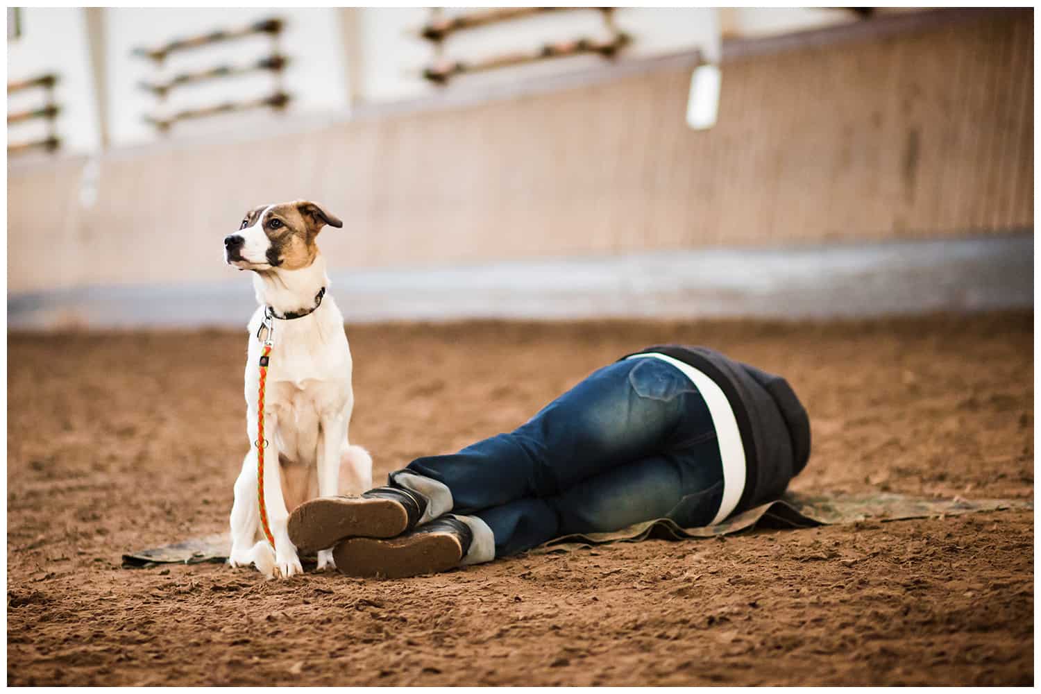 Leinenführigkeit – Die unendliche Geschichte - Kai Hartmann Hundetrainer Dresden