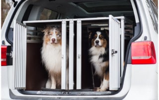 Anfang der Hundeerziehung Hundeschule Hundetrainer Kai Hartmann Dresden