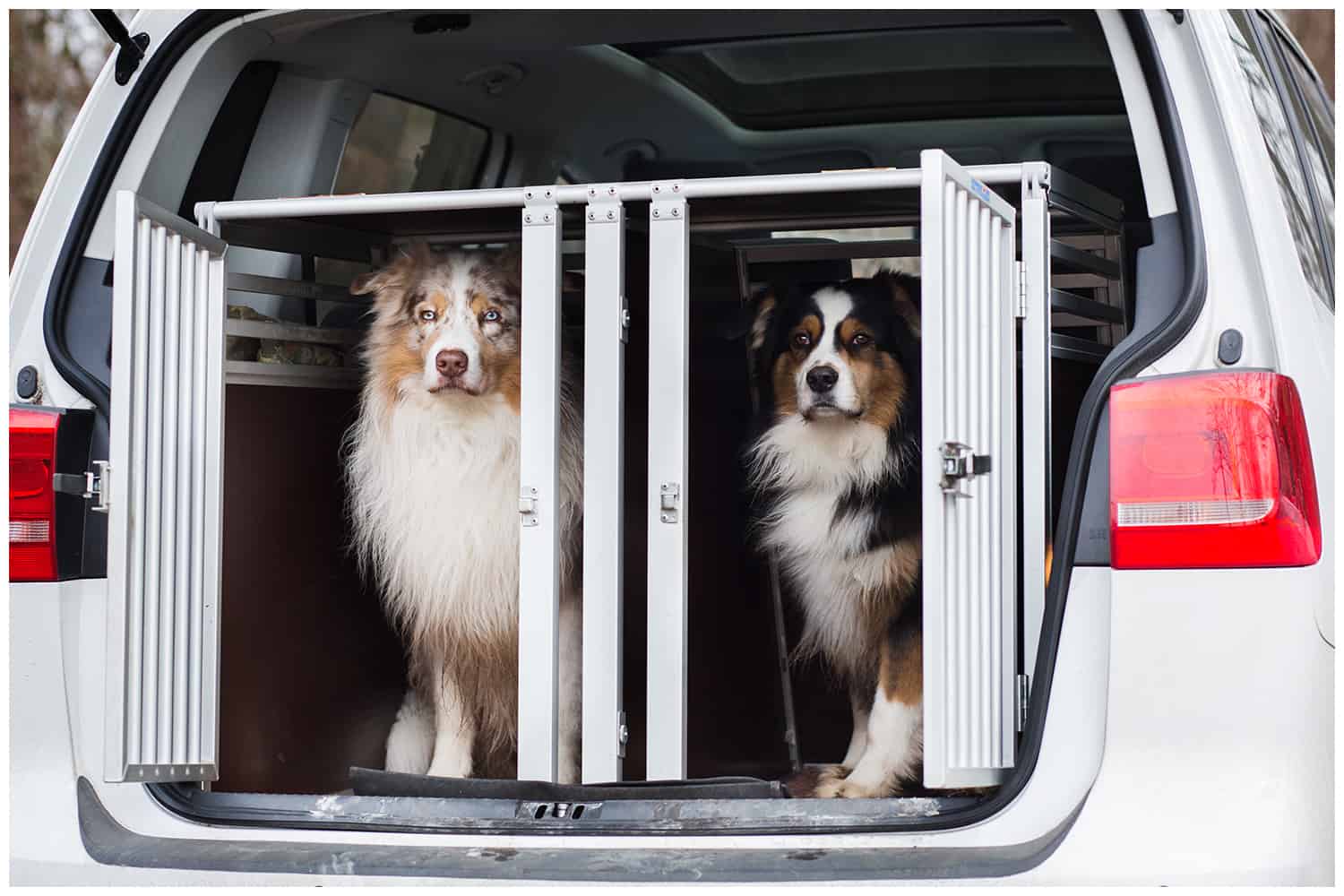 Anfang der Hundeerziehung Hundeschule Hundetrainer Kai Hartmann Dresden