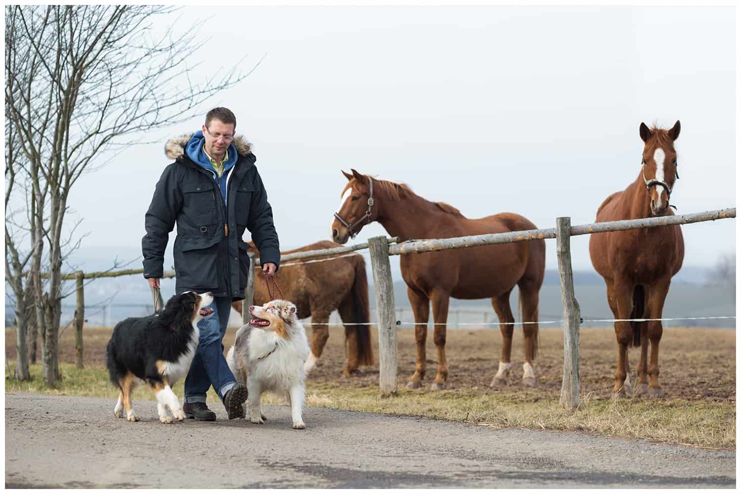 Leinenführigkeit beim Hund Kai Hartmann Hundetrainer Hundeschule Dresden