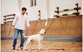 Oppositionsreflex Hundetrainer Hundeschule Dresden Kai Hartmann