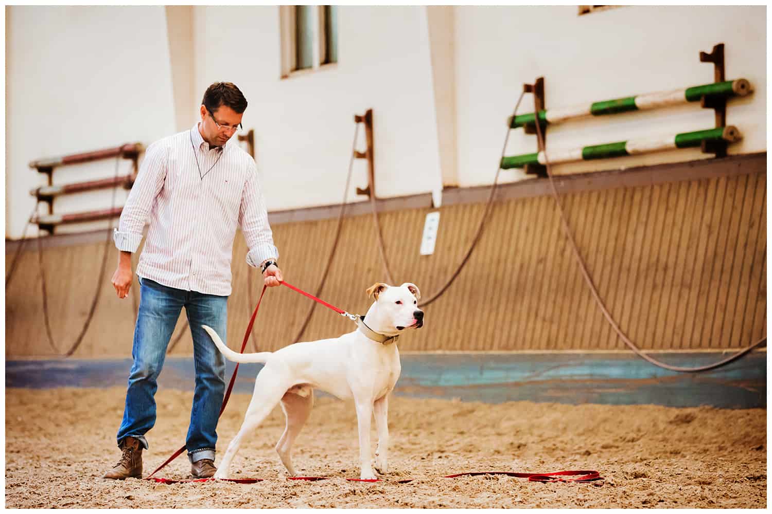 Oppositionsreflex Hundetrainer Hundeschule Dresden Kai Hartmann