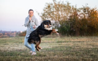 AHA Effekt Hundeschule Hundetrainer Kai Hartmann Dresden