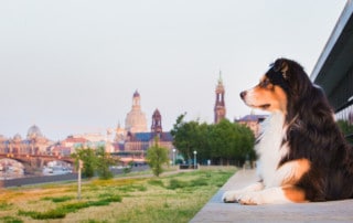 Hundeschule Hundetrainer Kai Hartmann Dresden