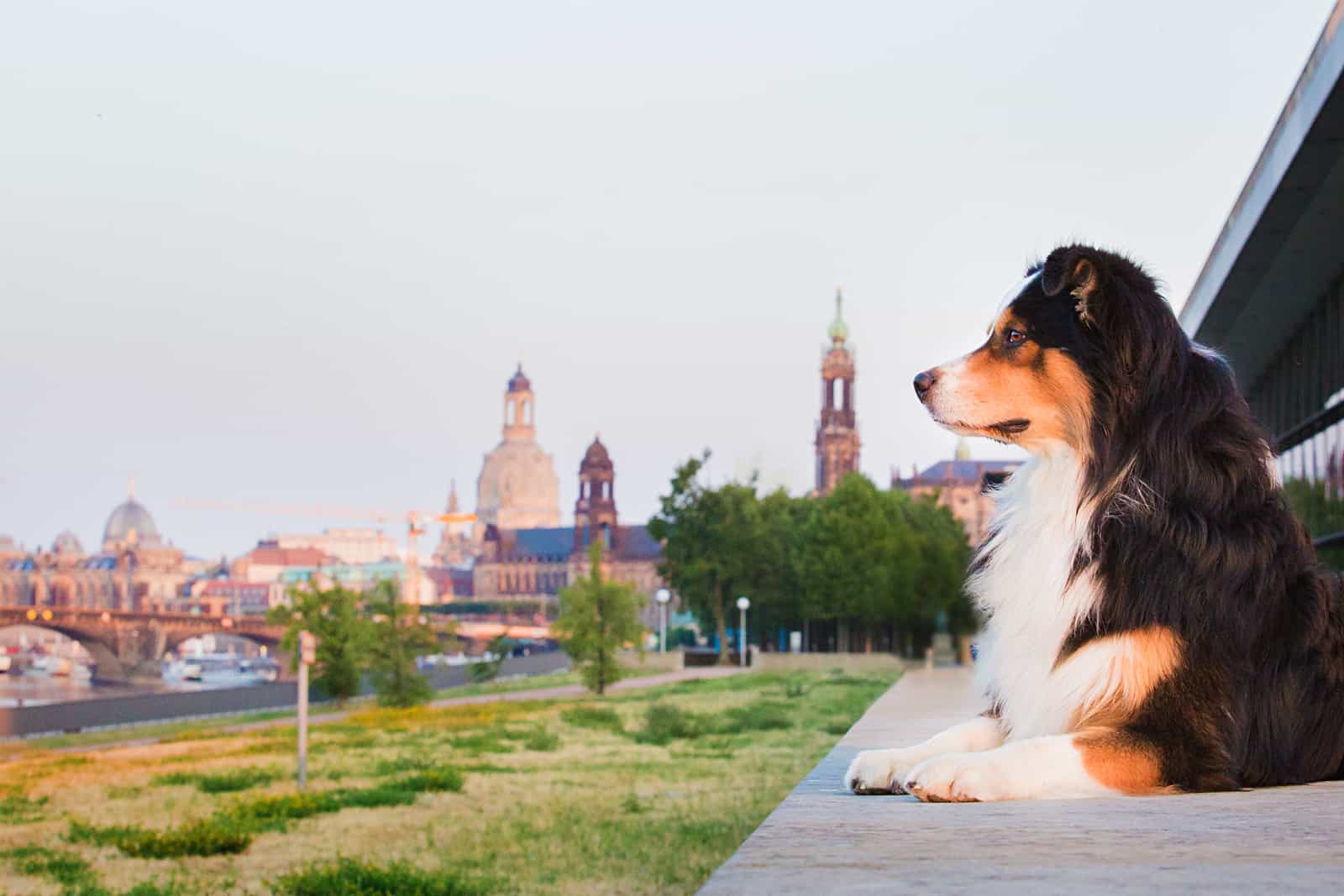 Hundeschule Hundetrainer Kai Hartmann Dresden