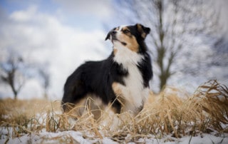 Problemhund richtig erziehen