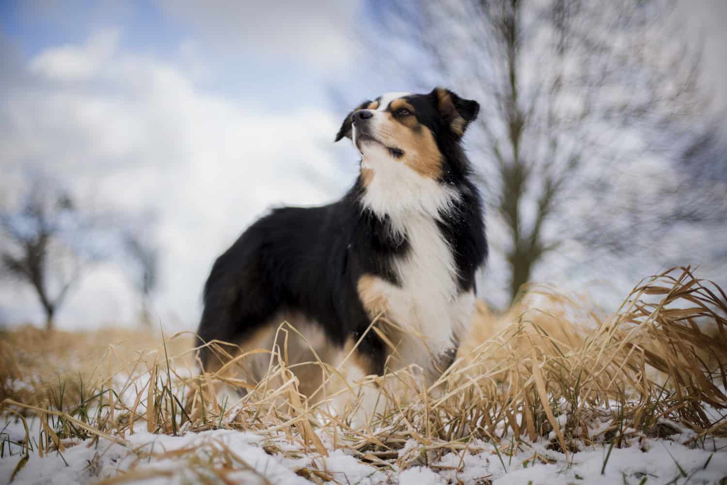 Problemhund richtig erziehen