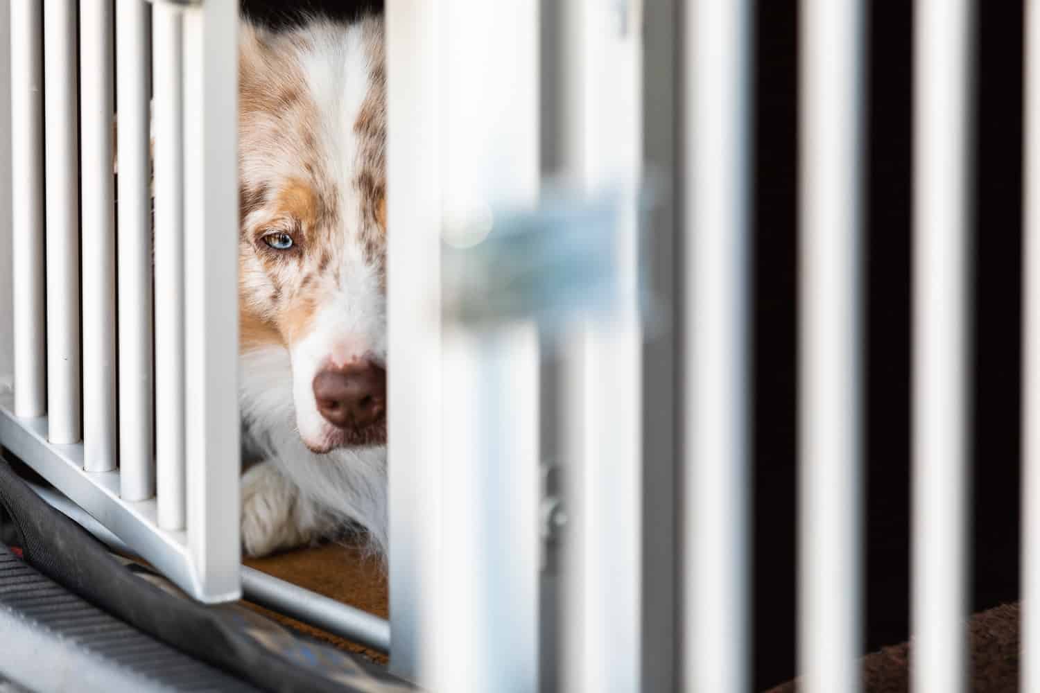 Hund lässt sich nicht erziehen