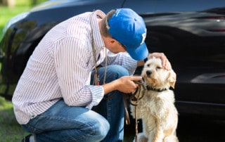 So Loben Sie ihren Hund richtig