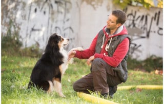 Körpersprache als Verständigungsmittel zwischen Hund und Mensch