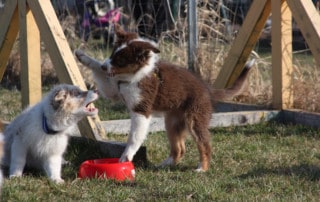 Welpenerziehung Hundeschule Hundetrainer Kai Hartmann