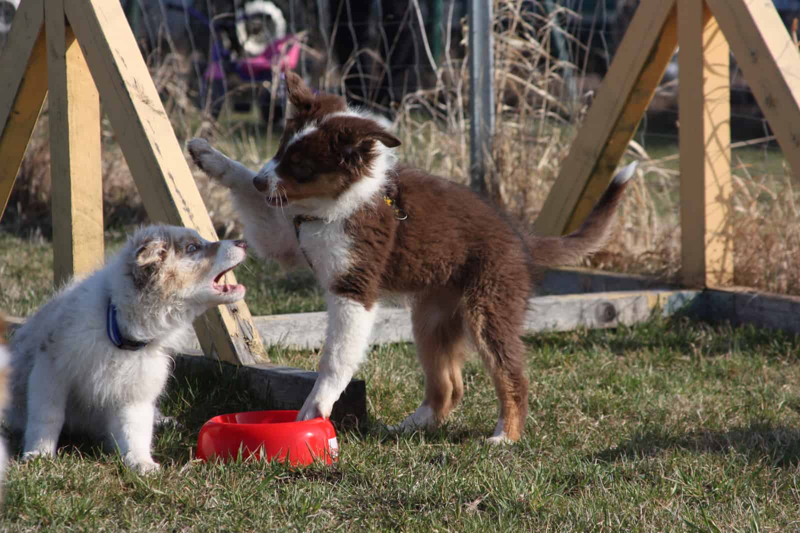 Welpenerziehung Hundeschule Hundetrainer Kai Hartmann