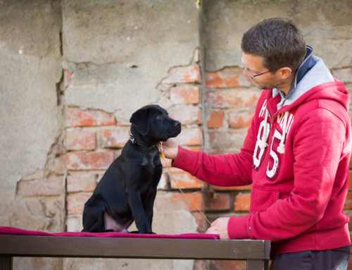 Der Hund zieht an der Leine Hundetrainer Dresden