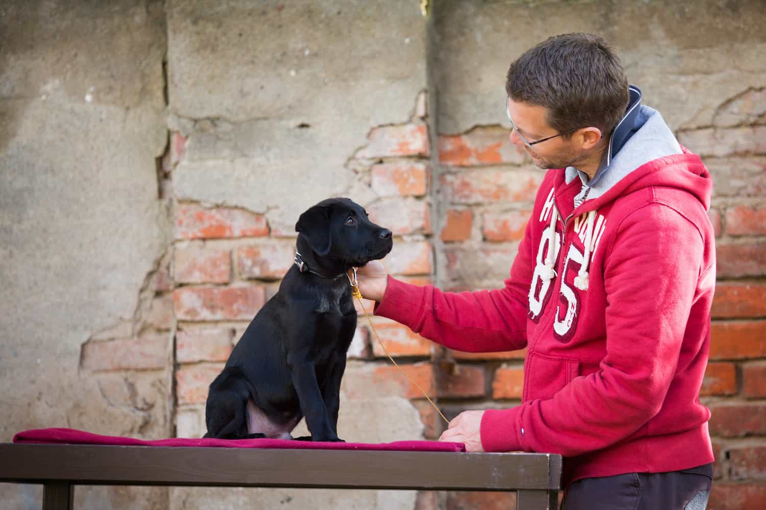 Hundeerziehung mit Hausleine - Kai Hartmann