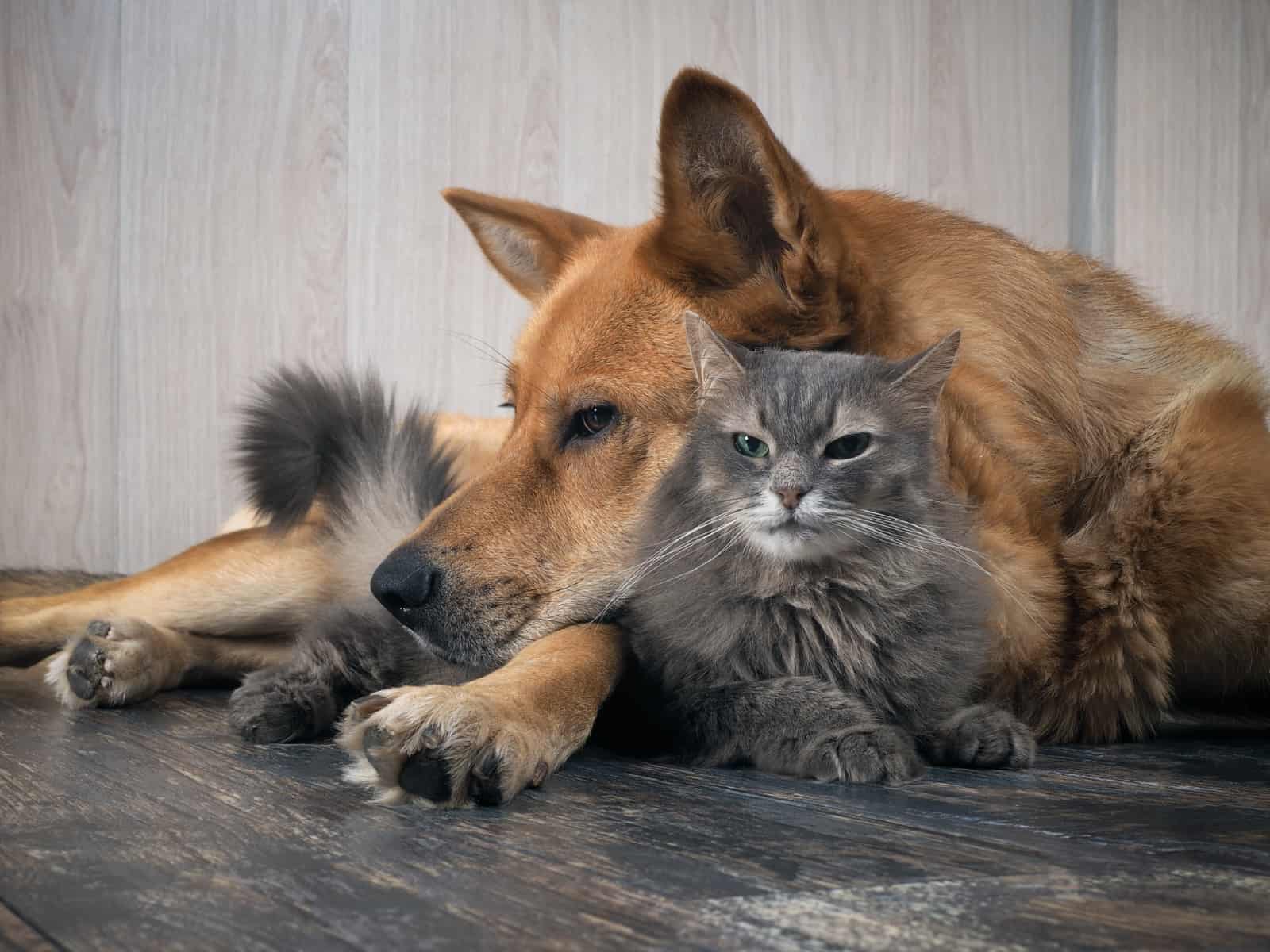 Wenn der Hund die Katze jagt