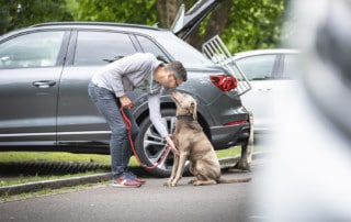 Hund Leinen Führigkeit