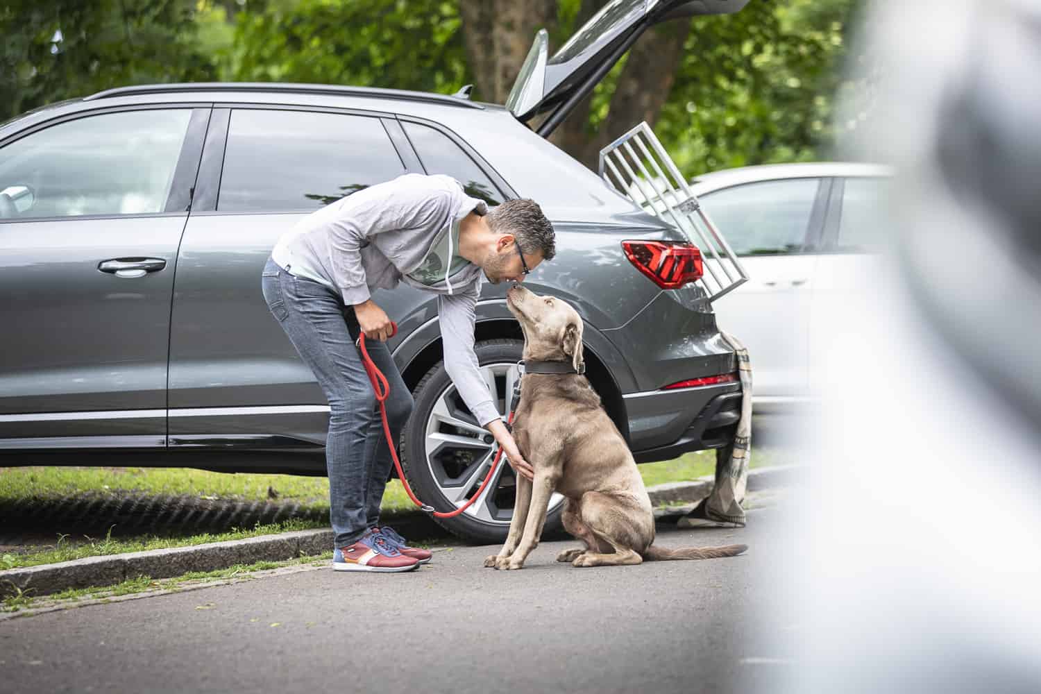 Hund Leinen Führigkeit