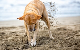 Einfach mal Hund sein