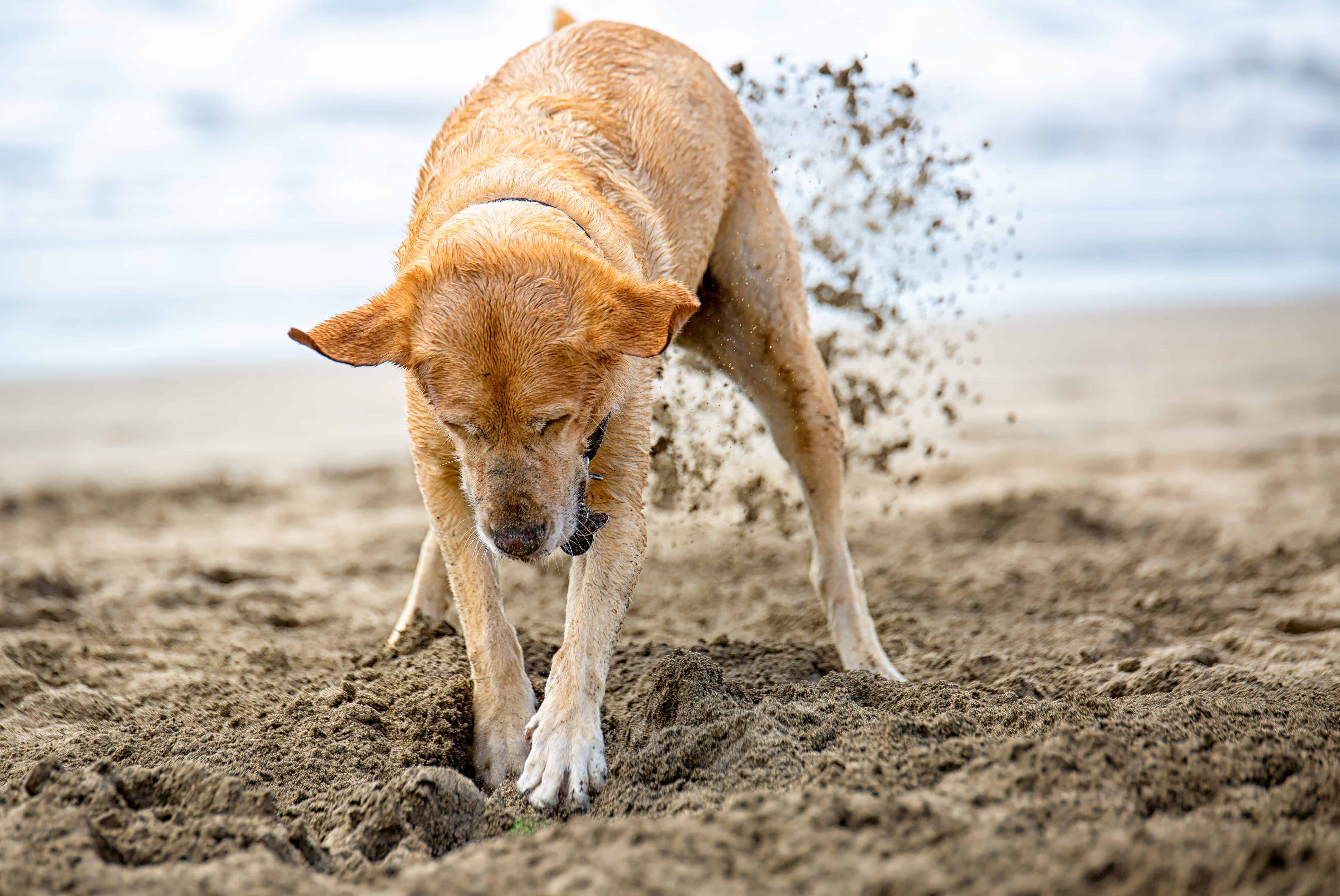 Einfach mal Hund sein