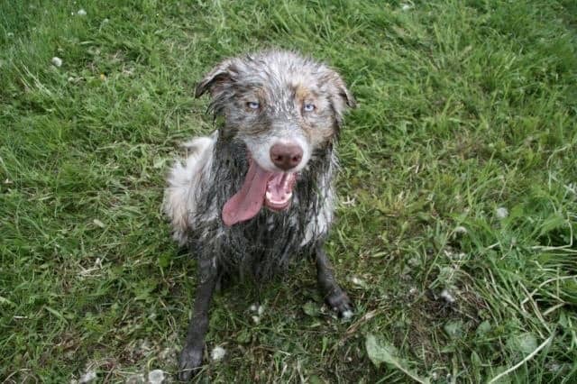 Hundetrainer Hundeschule Dresden Kai Hartmann einfach Hund sein