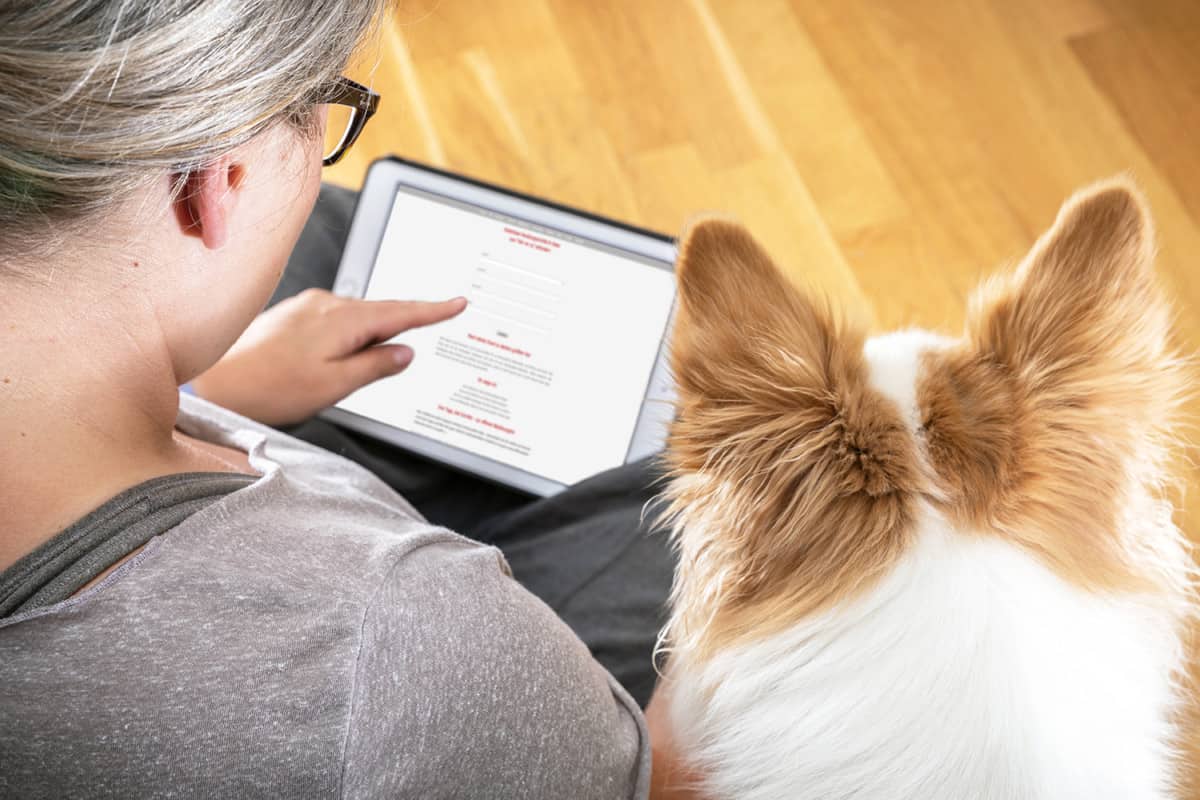 Hundetraining - Online Kurs