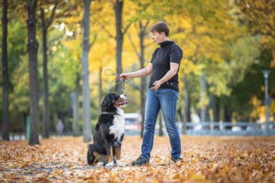 Wie Hundeerziehung gelingt-Hundetrainer-Hundeschule Dresden Kai Nancy