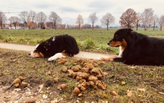 Hund frißt Scheiße alles vom Boden Unrat Kai Hartmann Hundetrainer Dresden Hundeschule Dresden