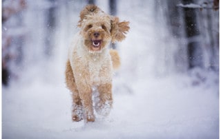 Adventsrunde mit Hund Hundetrainer Hundeschule Dresden Kai Hartmann