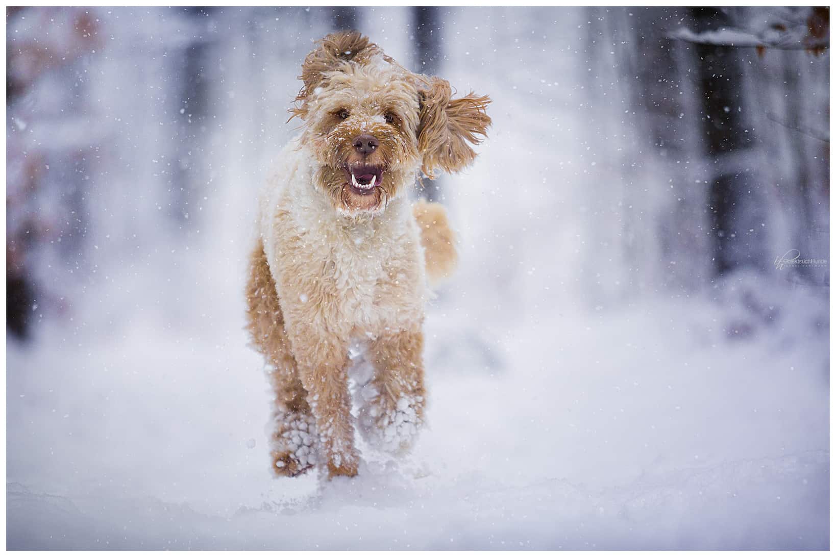 Adventsrunde mit Hund Hundetrainer Hundeschule Dresden Kai Hartmann