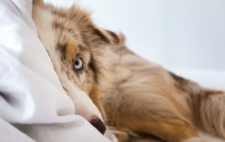 Darf der Hund im Bett schlafen Hundetrainer Hundeschule Dresden Kai Hartmann