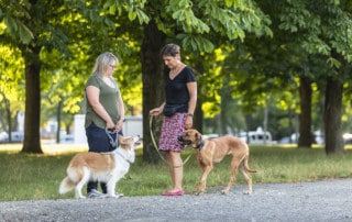 Hundebegegnung Hundekontakt an der Leine Kai Hartmann Hundetrainer Dresden