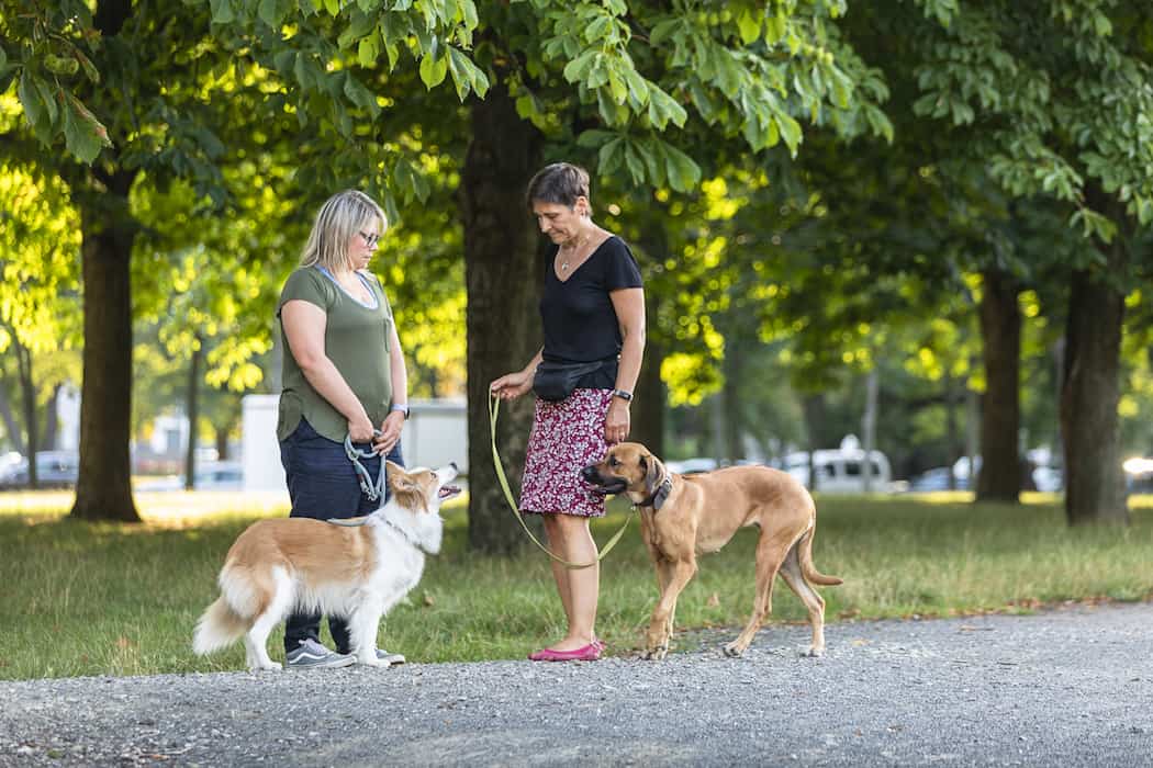Hundebegegnung Hundekontakt an der Leine Kai Hartmann Hundetrainer Dresden